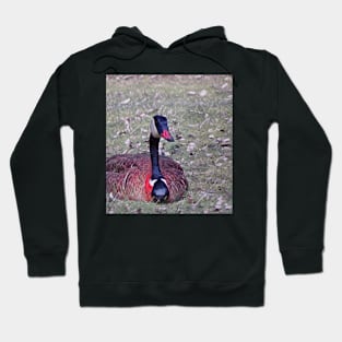 beautiful goose laying in grass Hoodie